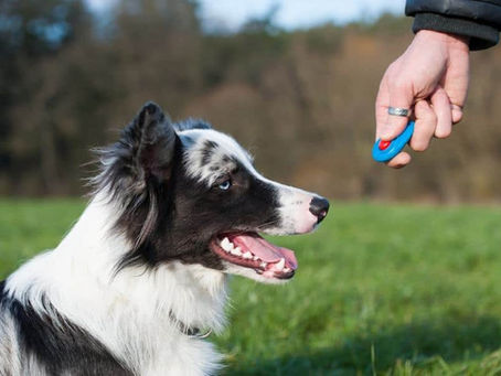 dog clicker training