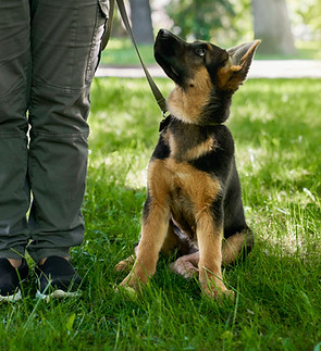 puppy training tips.jpg