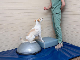 when to start canine fitness