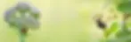 divider.webp