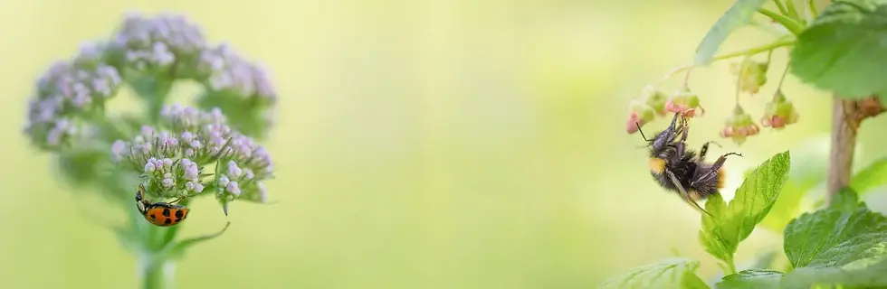 divider.webp