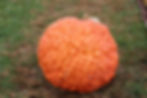 Red Warty Thing