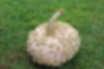 Peanut Pumpkin