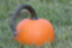 Pie Pumpkins