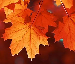 Fall Leaves Leaf Removal Louisville KY