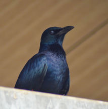 dsc_3718.jpg