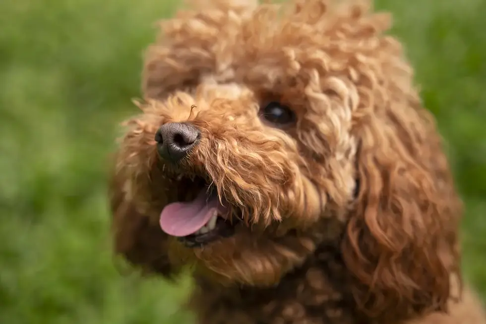 Poodle dog in peace thanks to his pet insurance