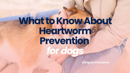 What to Know About Heartworm Prevention for Dogs