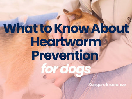 What to Know About Heartworm Prevention for Dogs