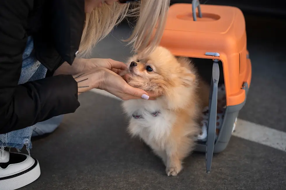Dog during an unexpected owner hospitalization