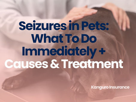 Pet having a seizure