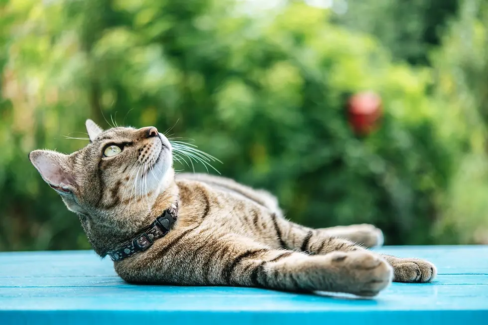 Cat enjoying a sunny day as part of summer pet health care