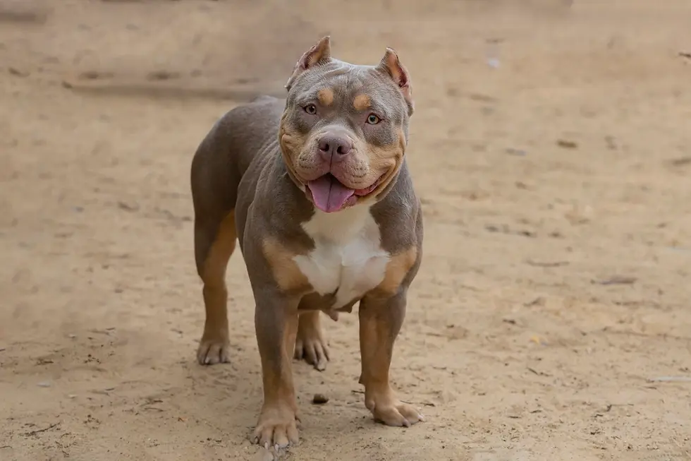 Best pet insurance for American Bully