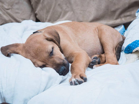 Piper's Origin Story