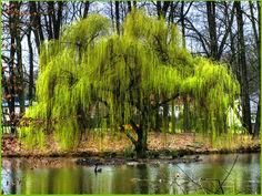 Weaping Willow.jpg