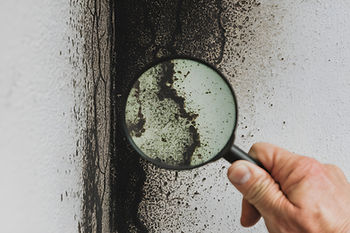 Close-up of a hand holding a magnifying glass over a moldy wall, highlighting black mold growth and textured surface detail. The image emphasizes the importance of identifying and inspecting mold in homes.
