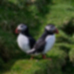 Two puffins stand back to back