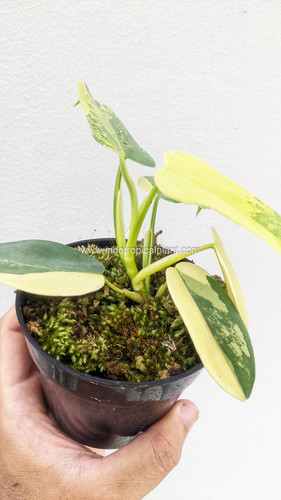 Philodendron bipennifolium 'Violin Variegated / Variegata' | Indo Tropical  Plant