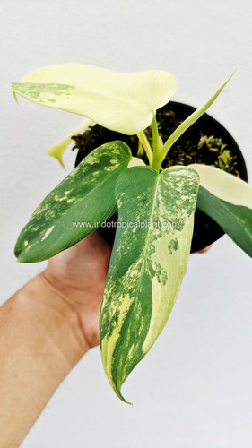 kirengeshoma plant Kirengeshoma palmata main image 0