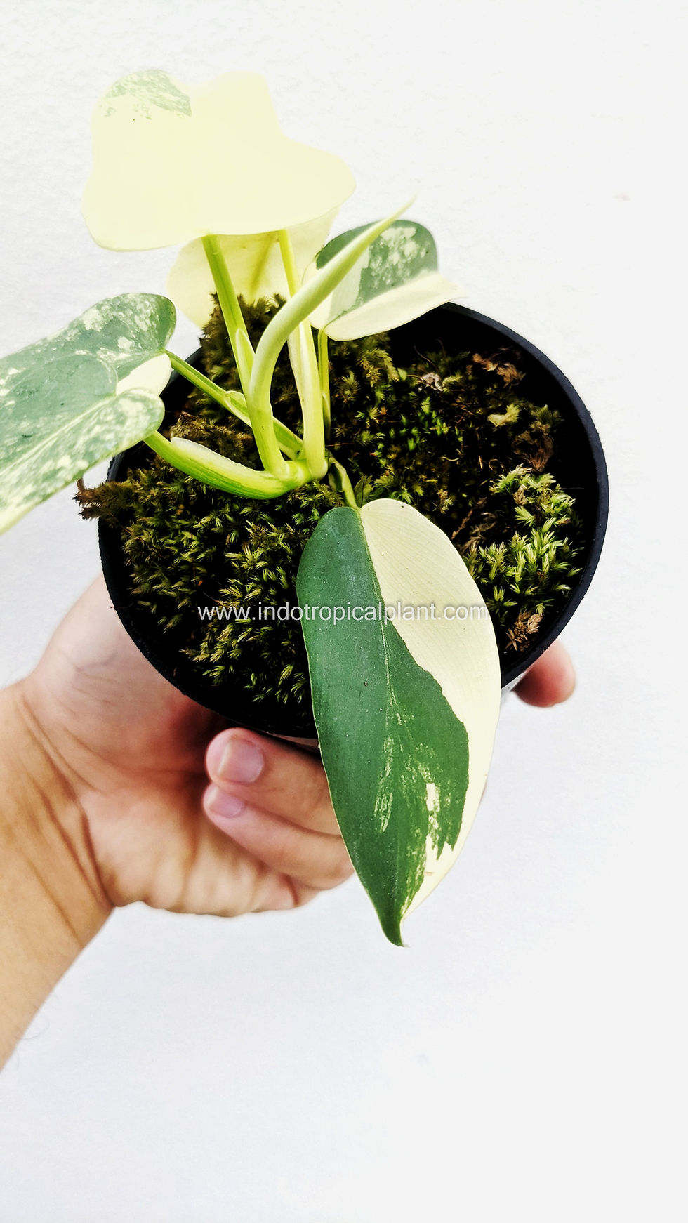 Thumbnail: Philodendron bipennifolium 'Violin Variegated / Variegata'