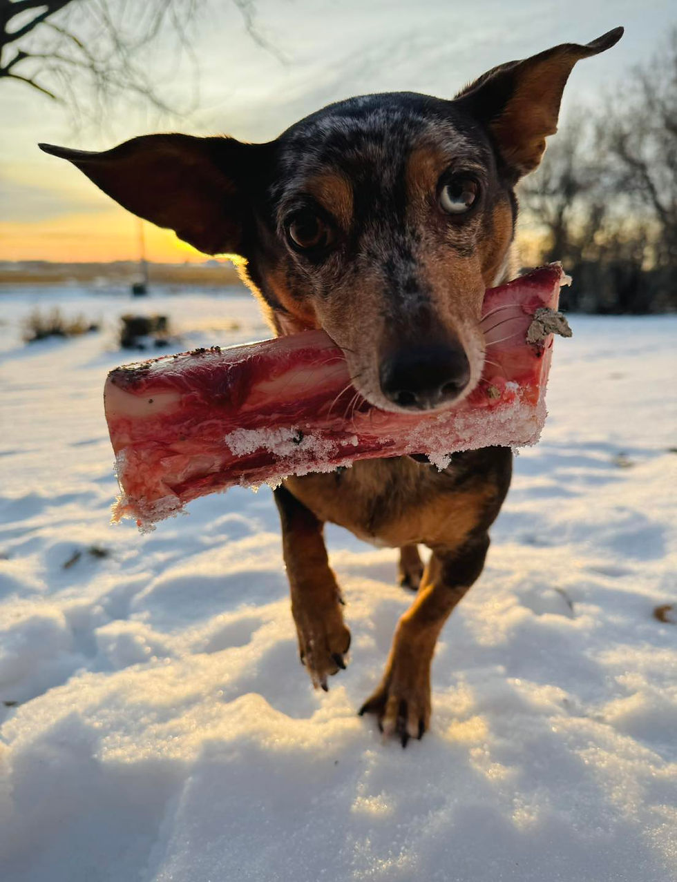 Thumbnail: Jumbo Dog Bones