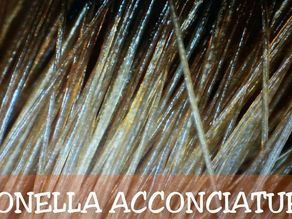 TRATTAMENTO FILLER