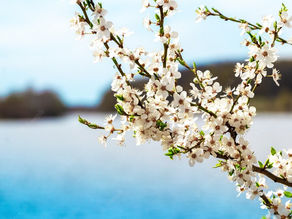 PRIMAVERA TRAI I CAPELLI