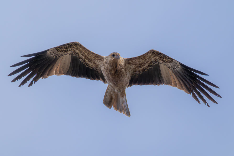 Whistling Kite 