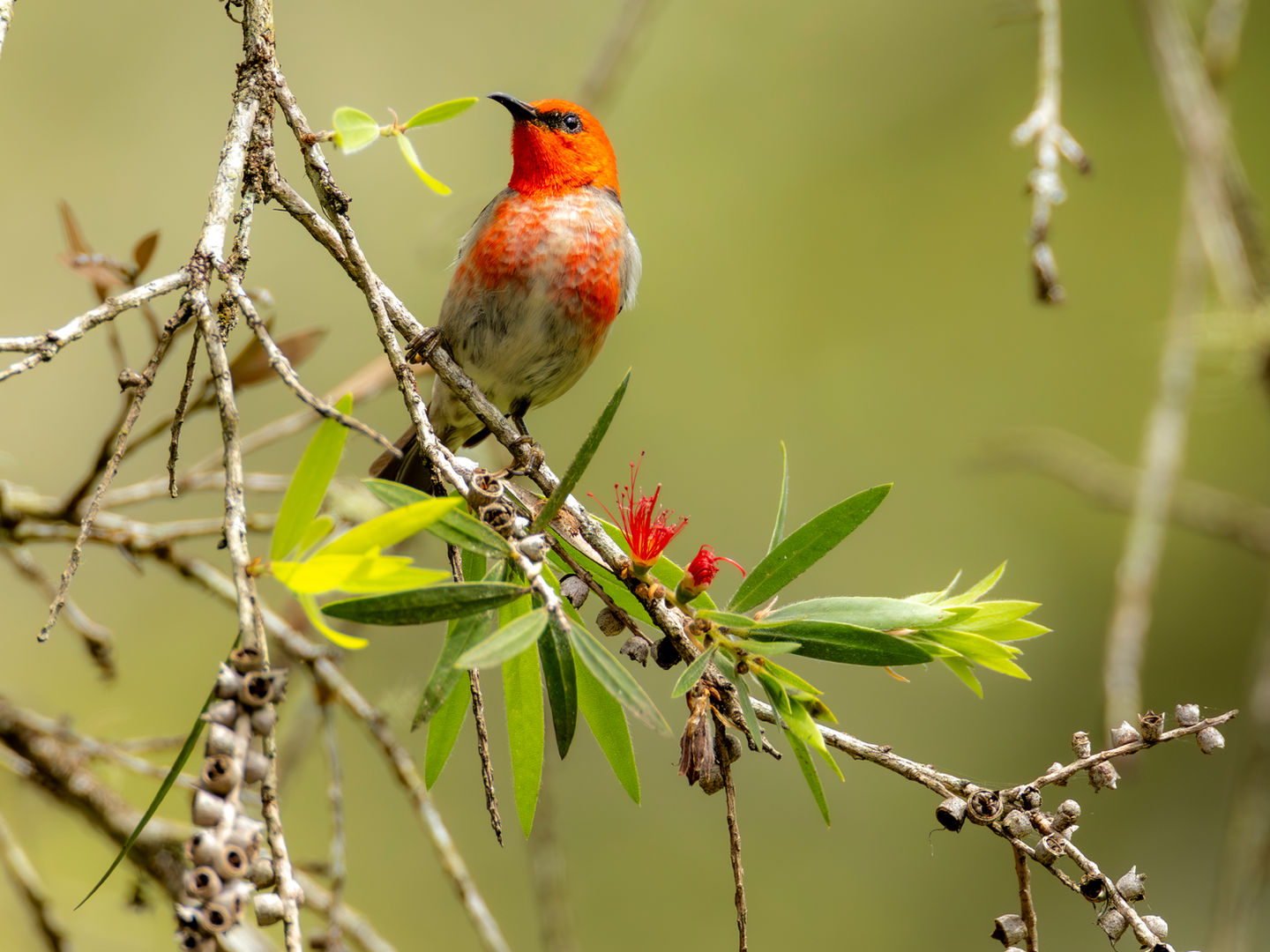 Scarlet Honeyeater on watch.