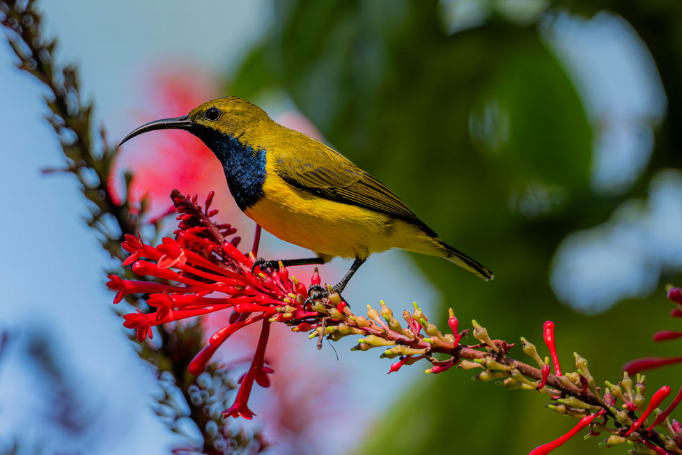 Sunbird