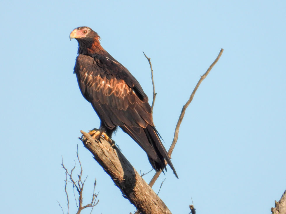 Wedge Tail Eagle