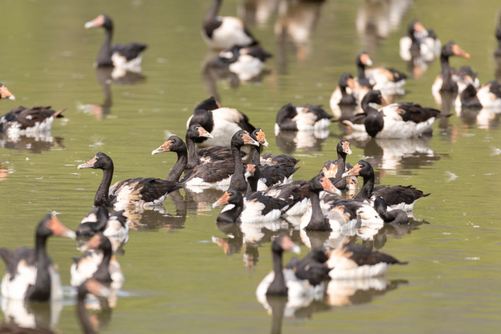 Magpie Geese