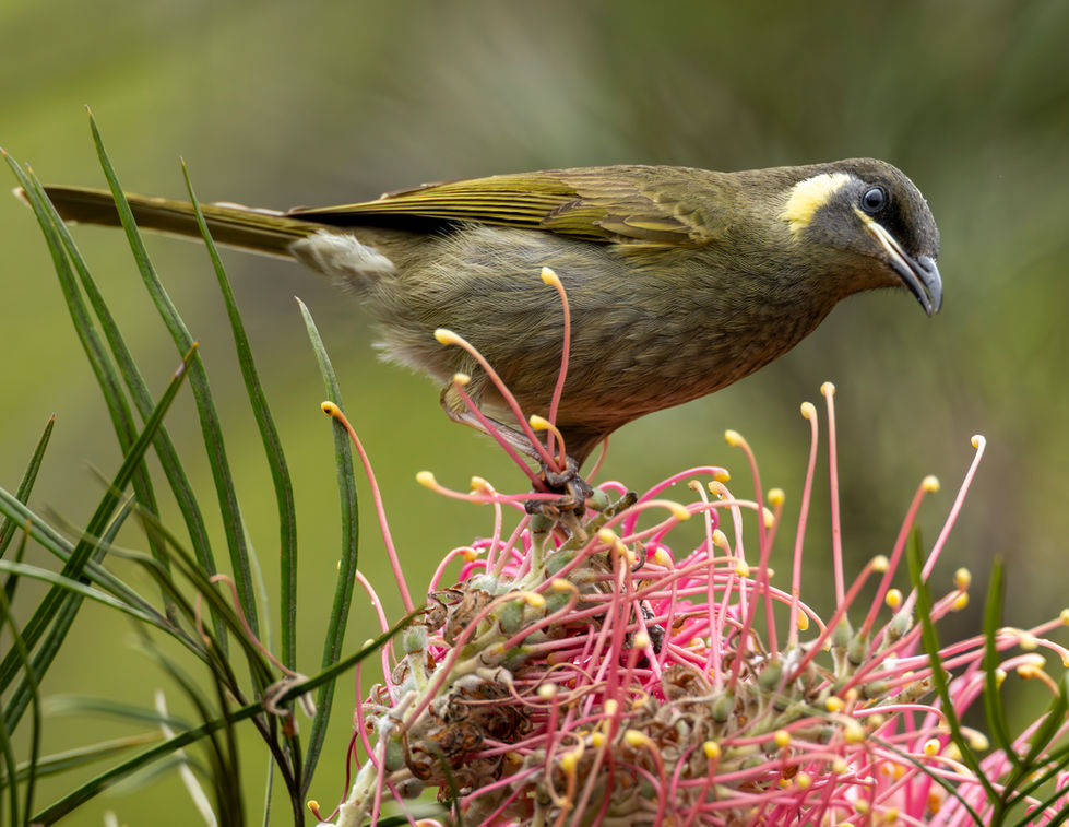 Lewin's Honeyeater