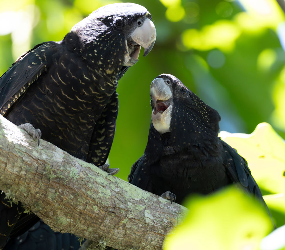Red-tailed Black-Cockatoo