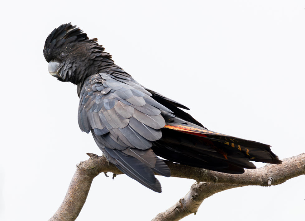 Red-tailed Black-Cockatoo 