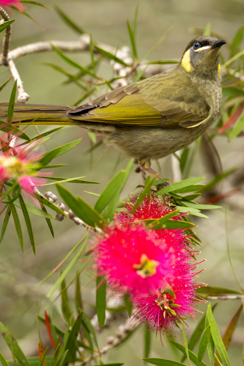 Lewin's Honeyeater
