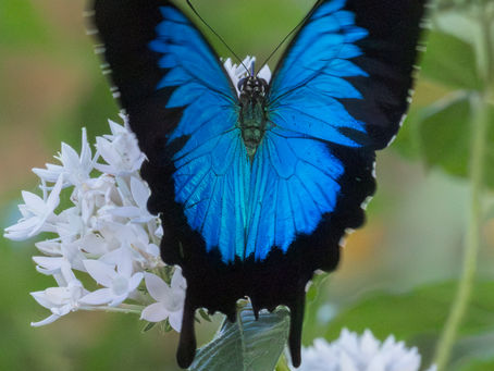 Ulysses Butterfly