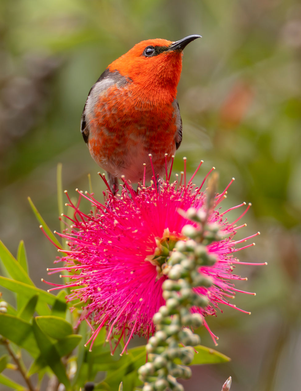 Scarlet Honeyeater