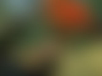 Christmas road trip Cardwell shenanigans  and early morning rainbows.  