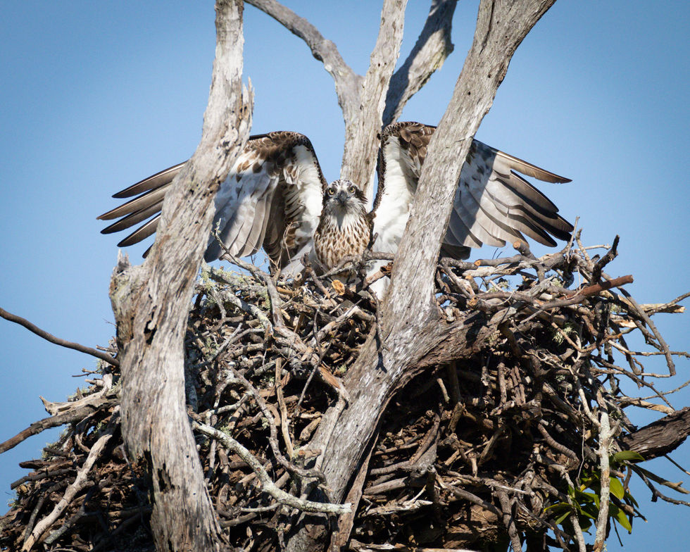 Osprey
