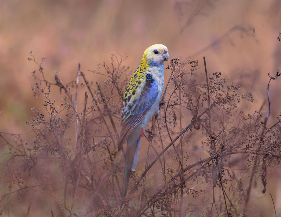 Pale-headed Rosella