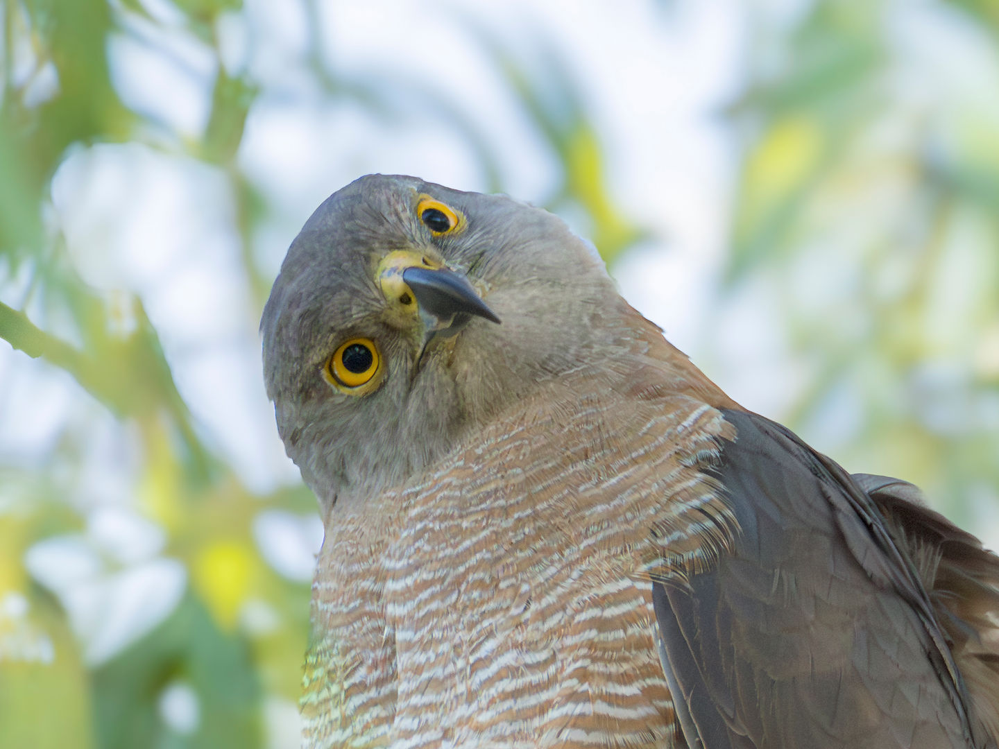 Brown Goshawk