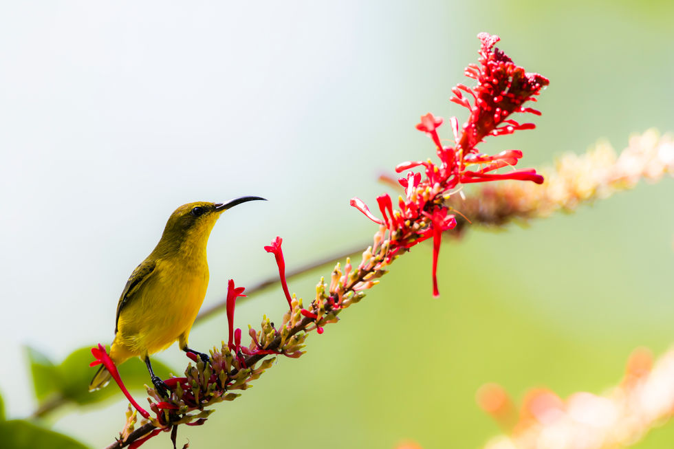 Female Sunbird