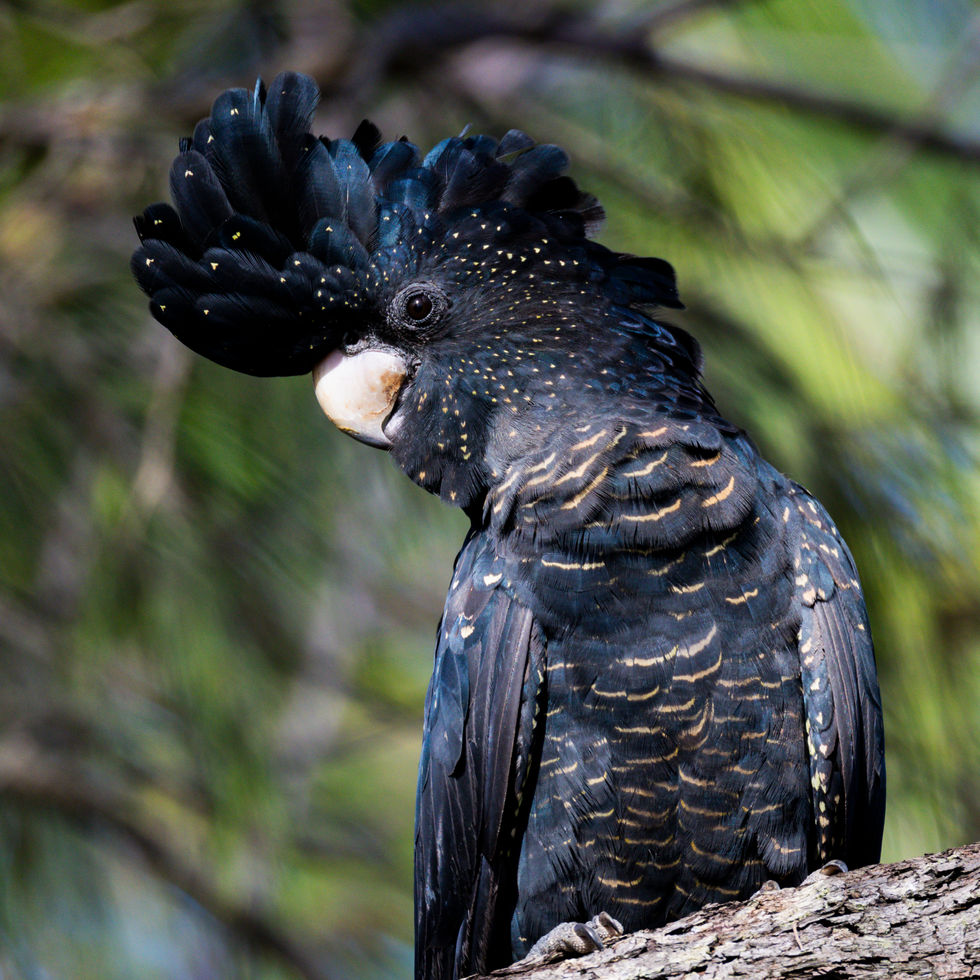 Red-tailed Black-Cockatoo 