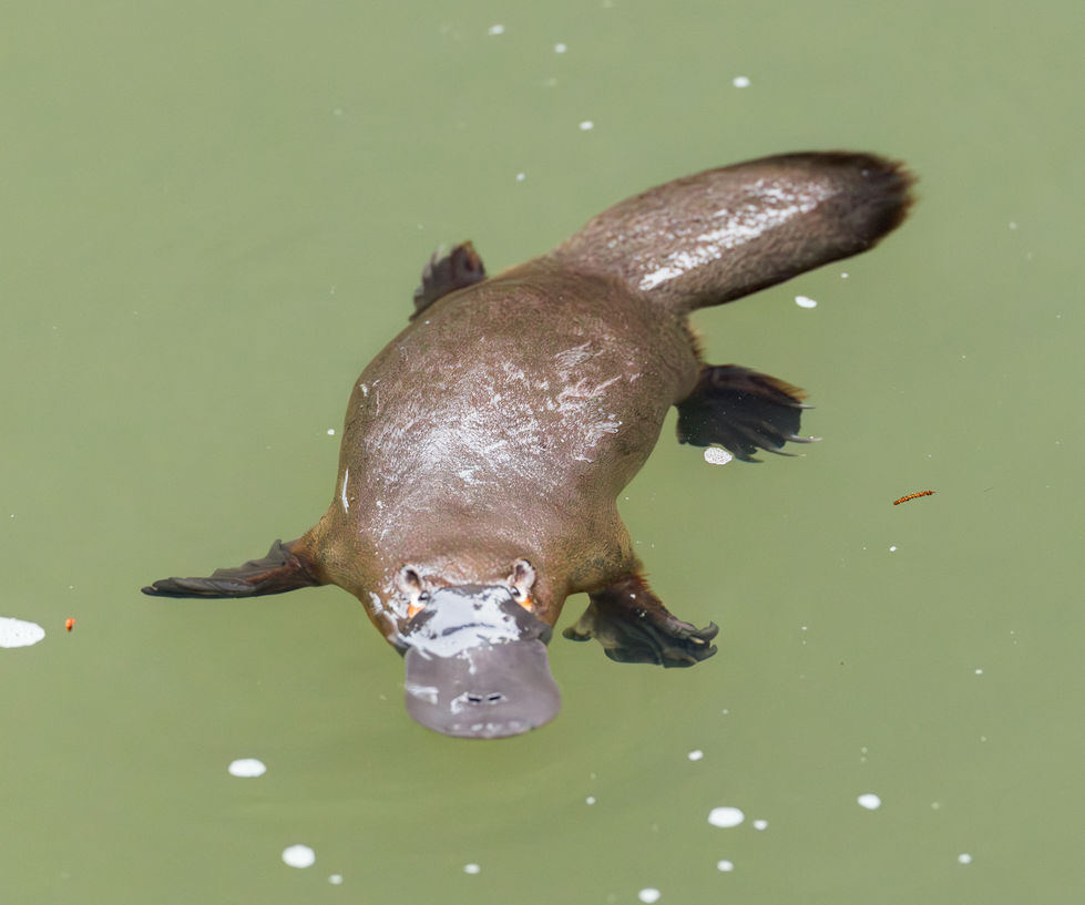 Platypus