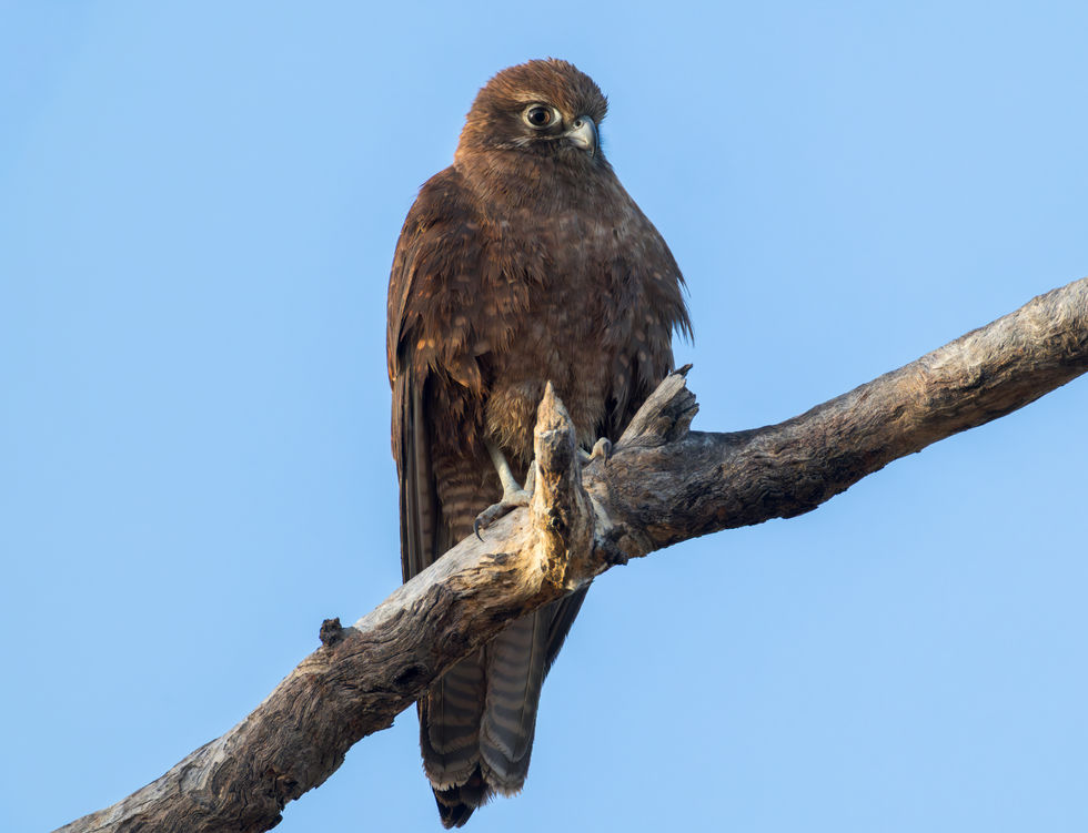 Brown Falcon