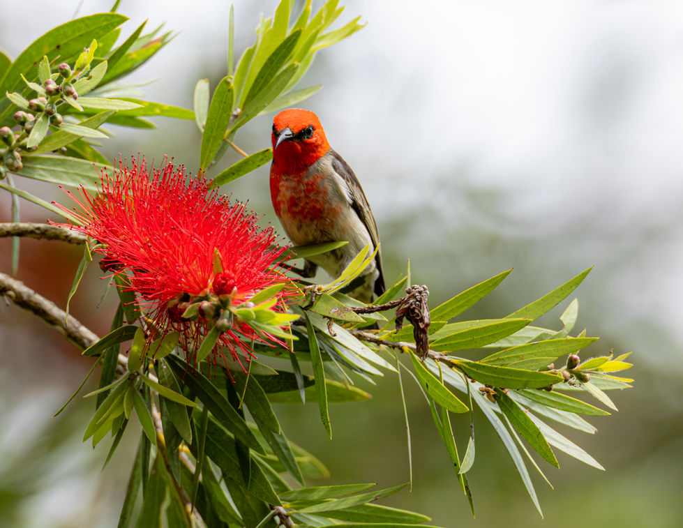 Scarlett Honeyeater