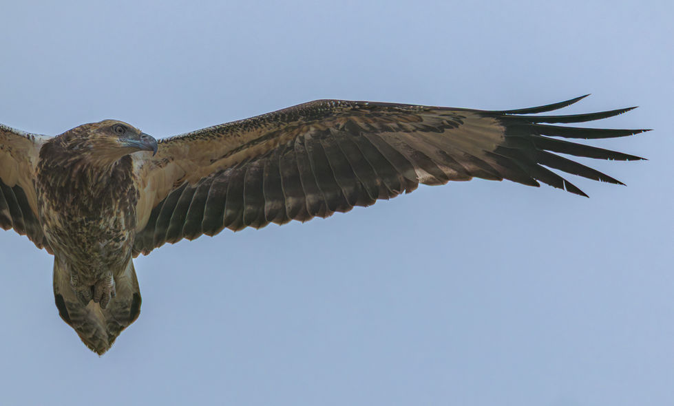 White-bellied sea-Eagle - Juvenile 