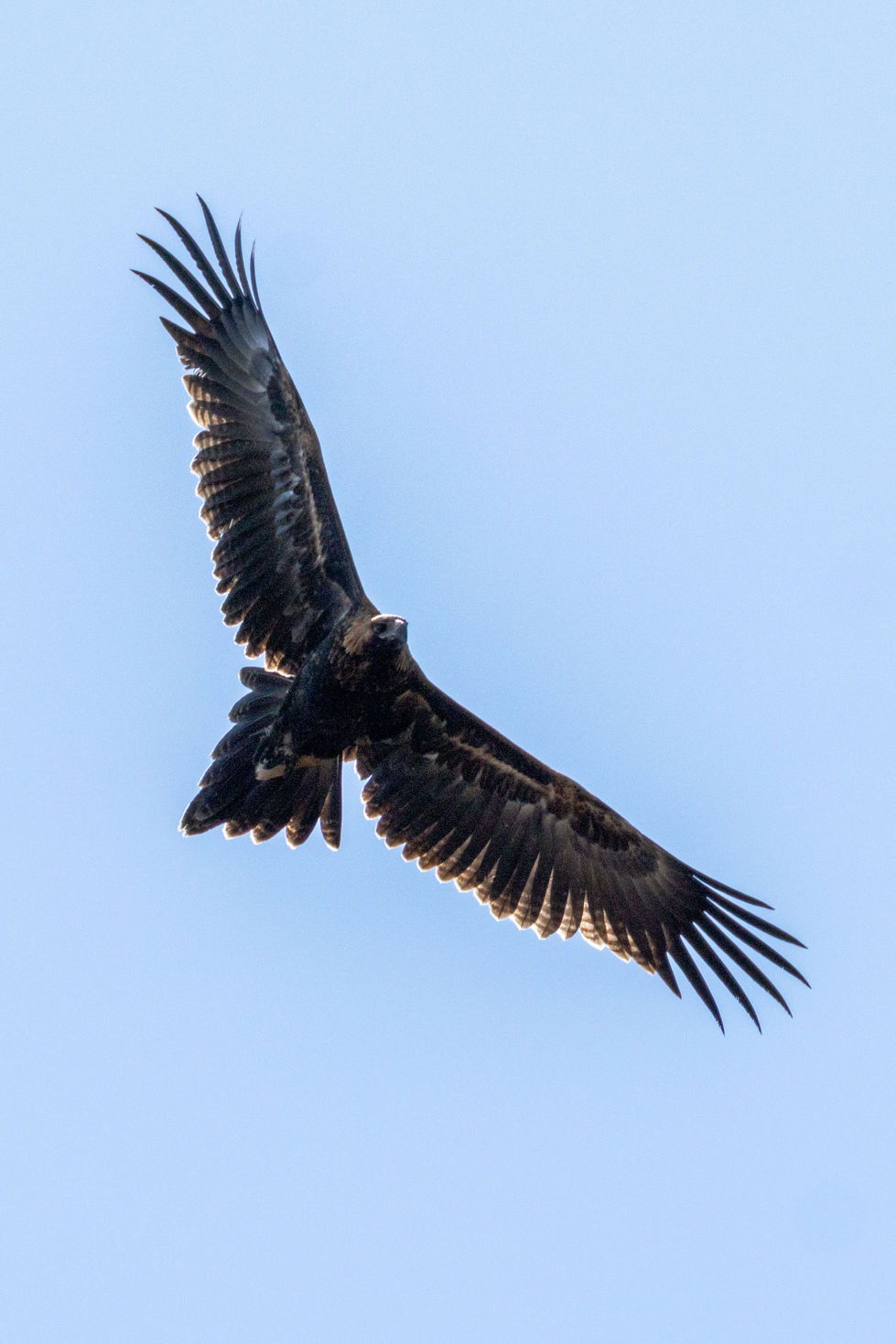 Wedge Tail Eagle