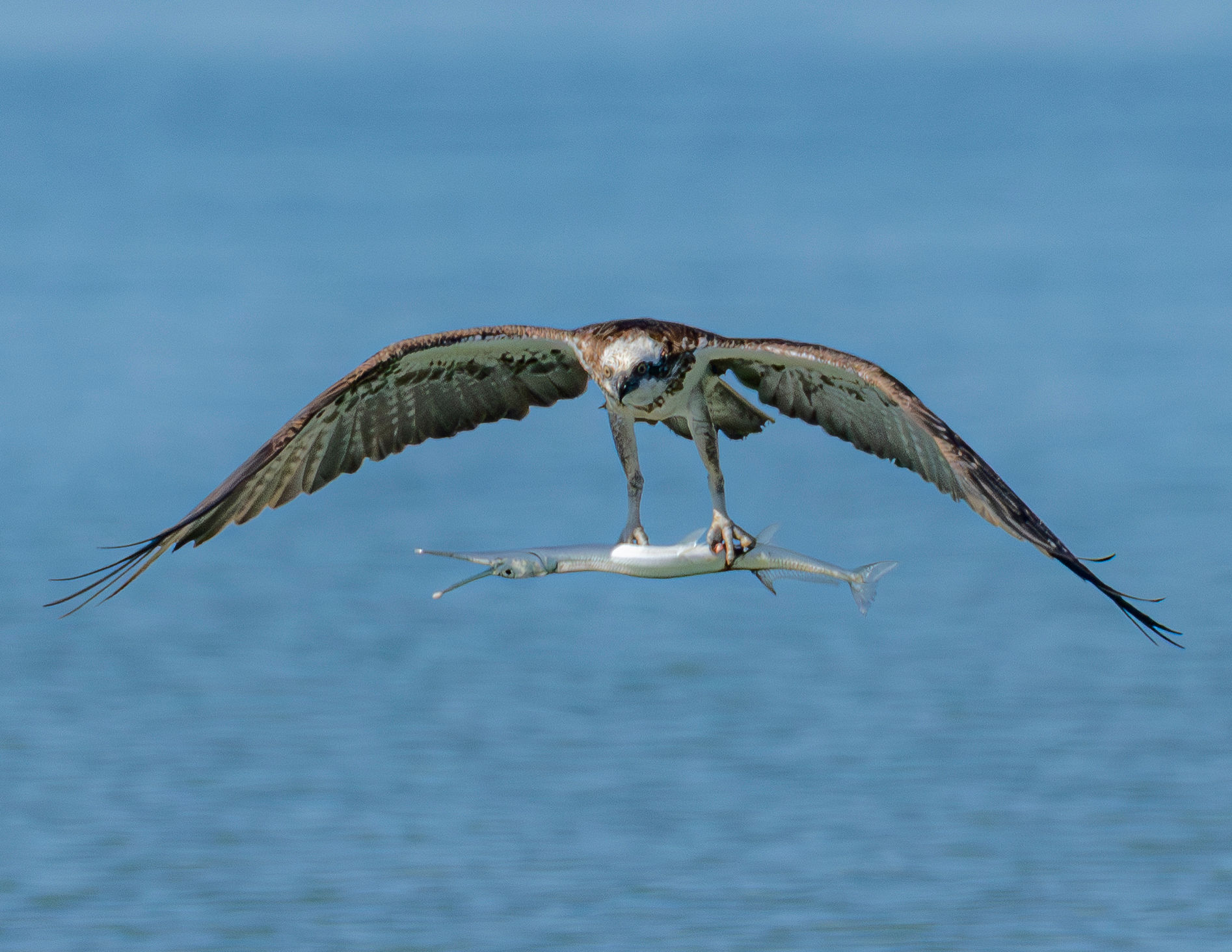 Osprey Fishing